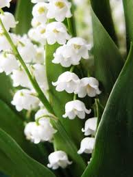 Muguet.jpeg