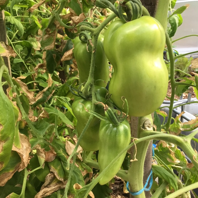 Tomates &quot;cornue des Andes &quot;