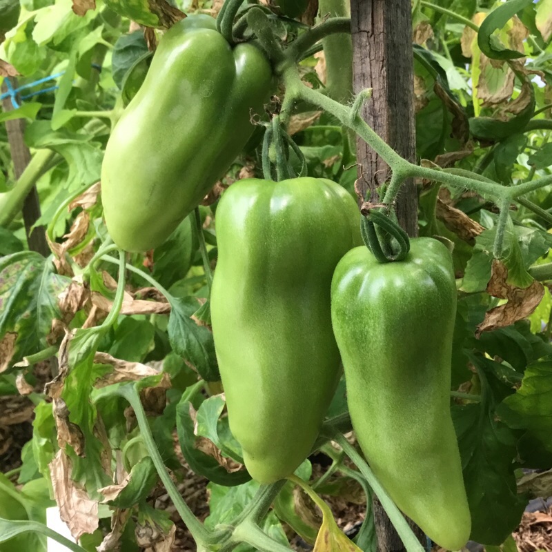 Autres spécimens de Cornues.