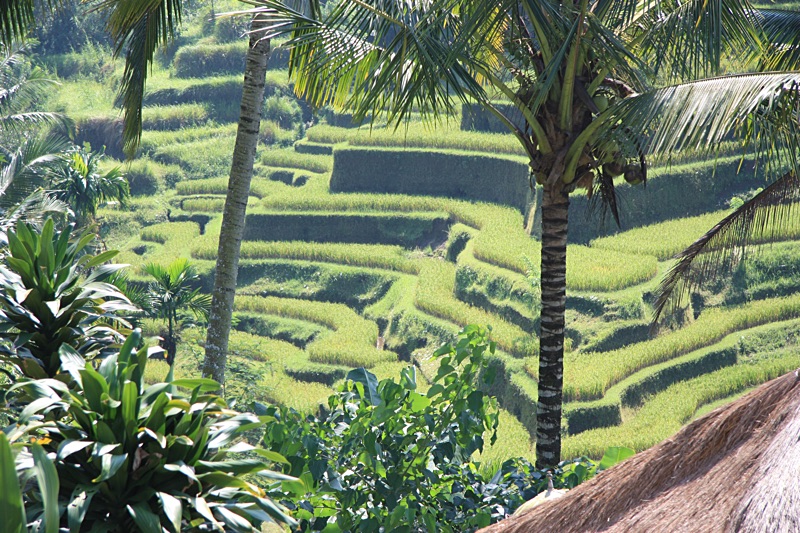 Cultures en terrasse à Bali