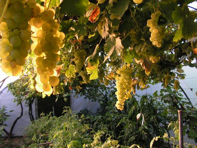 PICT1097.JPG
