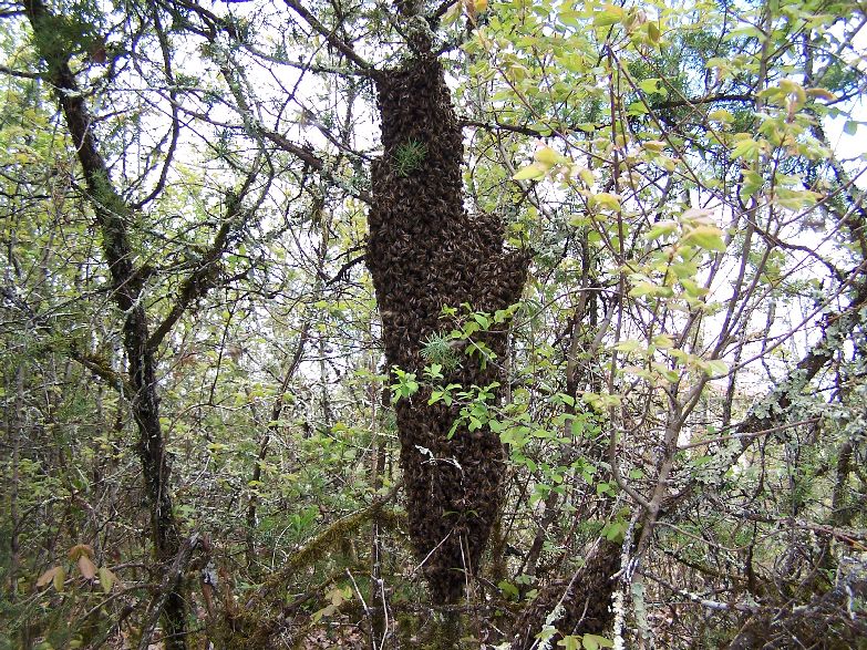 encore une ruche trop bien nourrie...et voil? le r?sultat,c'est a50 metres de la maison