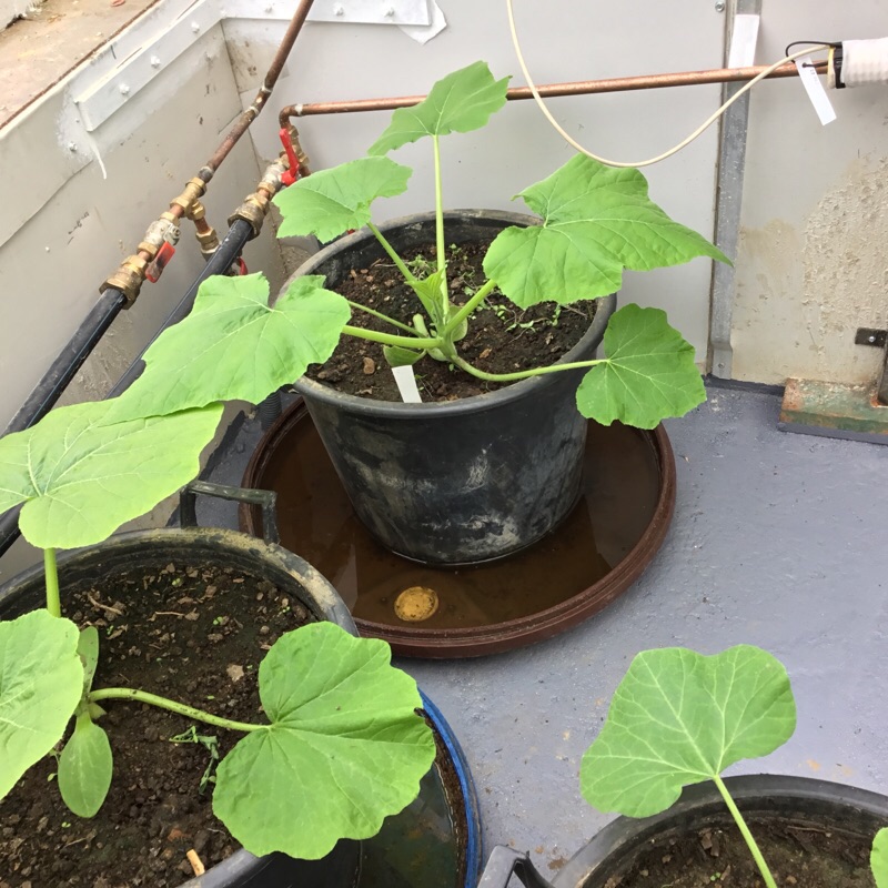 Pas de problèmes pour les tomates et la salade !