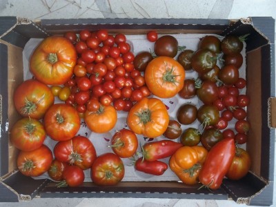 tomates.JPG